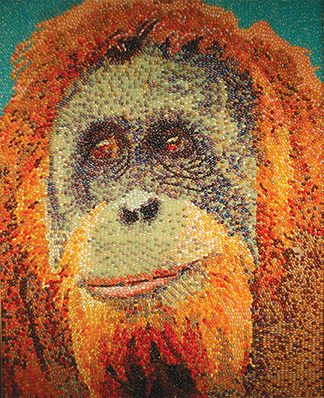 Orangutan